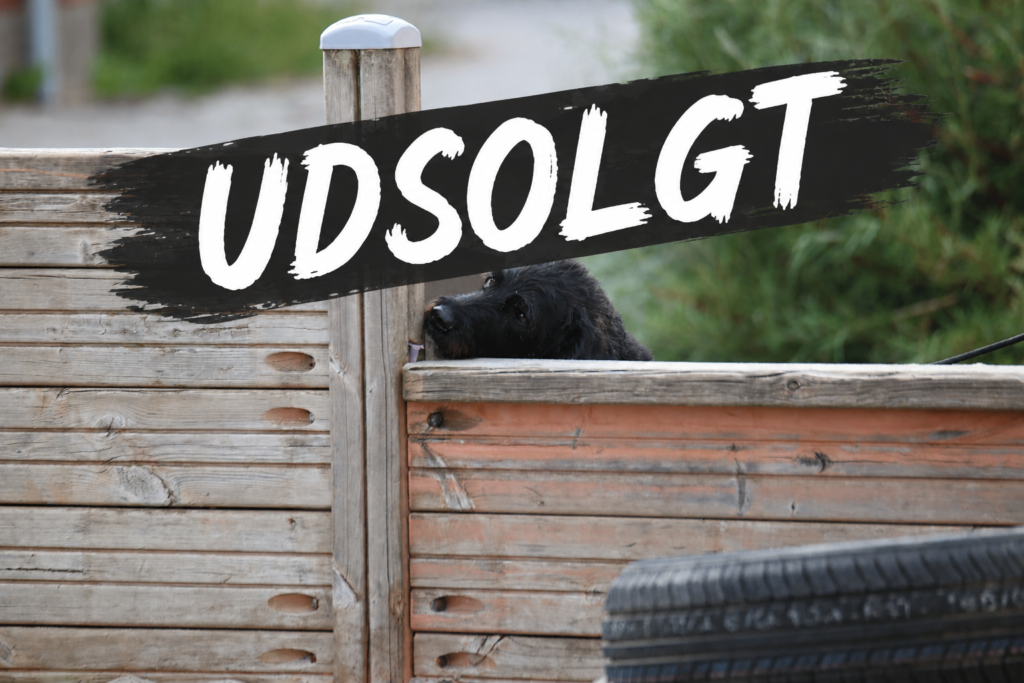 Sjov med din hunds næse - Nosework edition - Ren lavendel