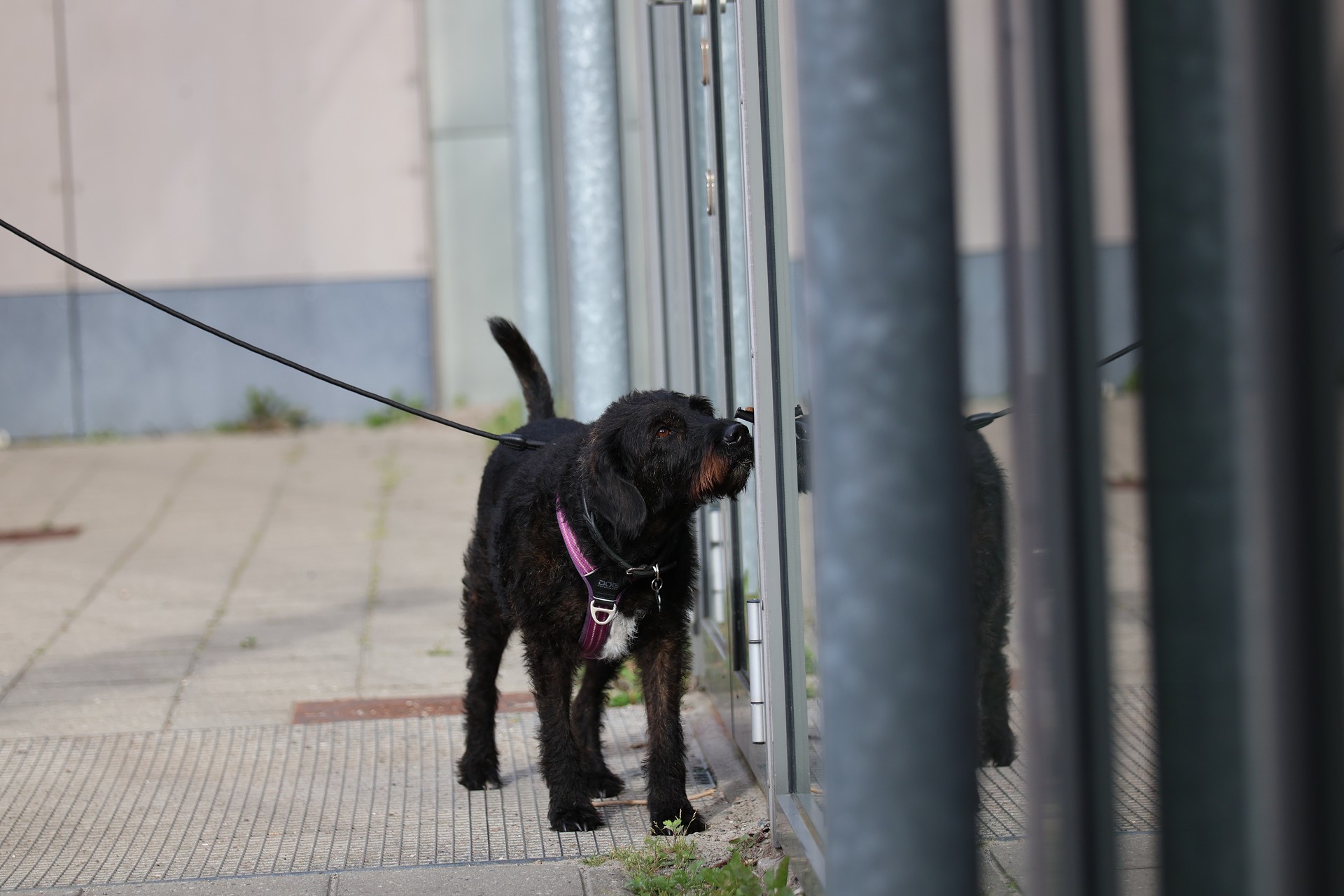 Sjov med din hunds næse (Nosework edition)