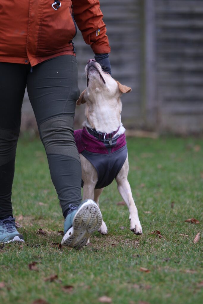 Øvede hunde